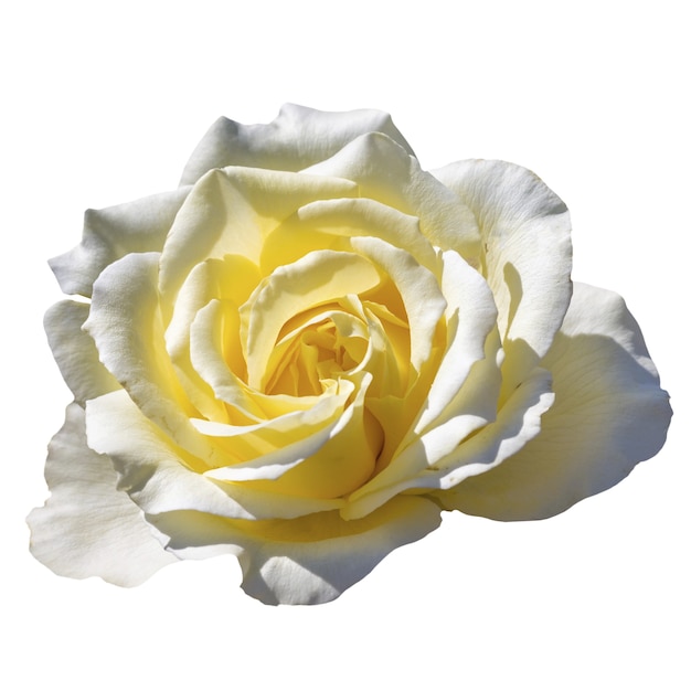 Une belle rose isolée