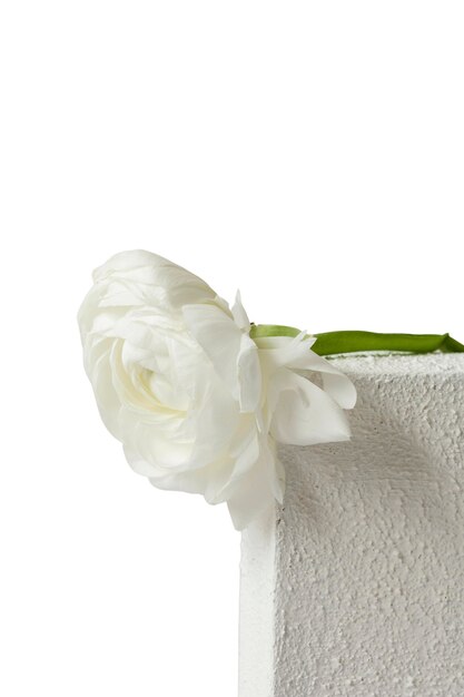 Belle tête de fleur nature morte