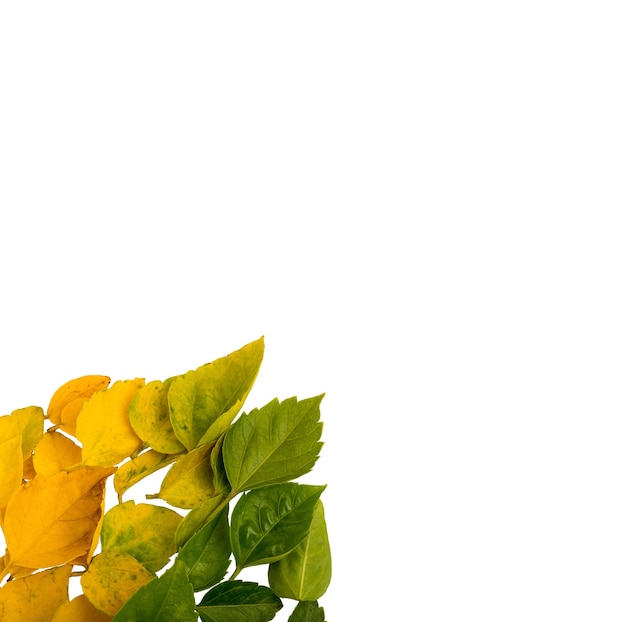 De belles feuilles isolées