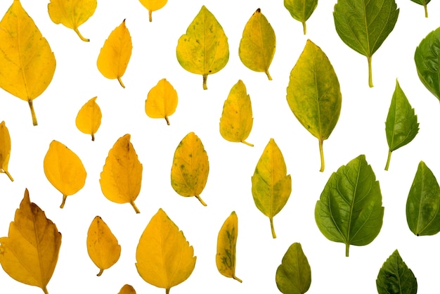 De belles feuilles isolées