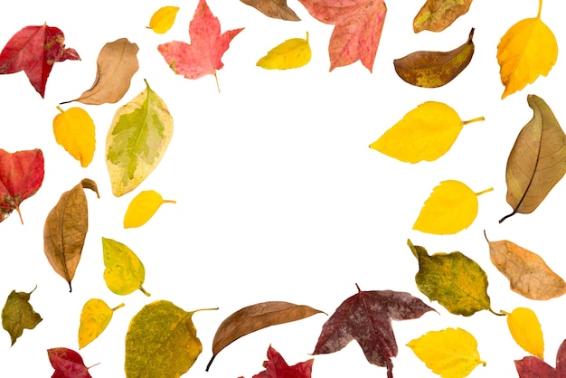 Belles feuilles isolées