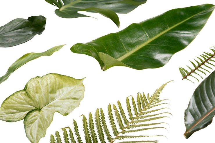 PSD gratuit de belles feuilles isolées