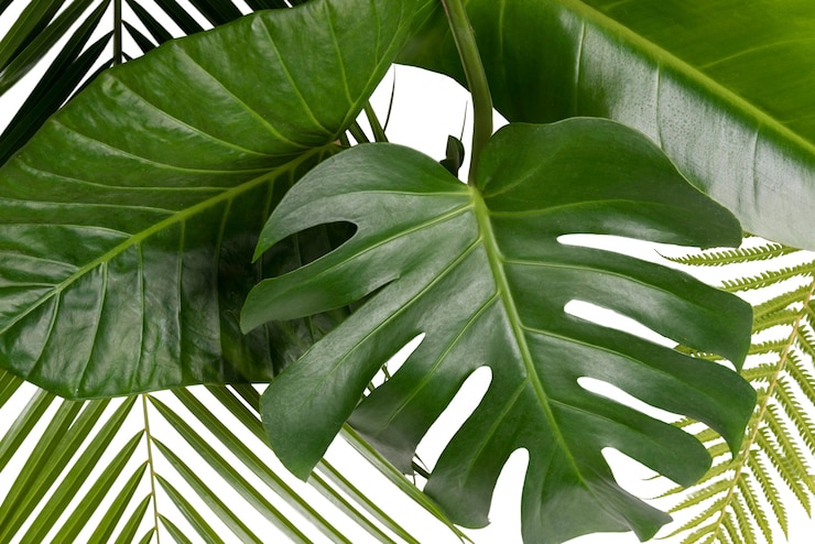 PSD gratuit de belles feuilles isolées