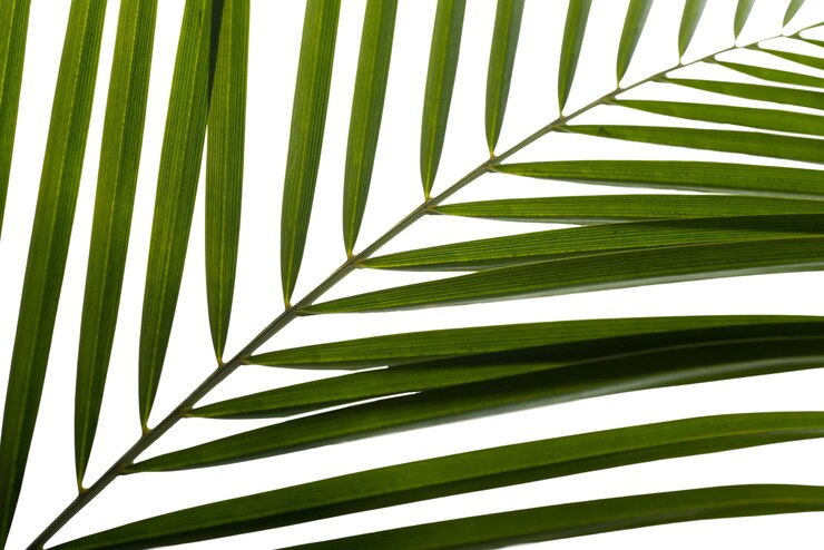 PSD gratuit de belles feuilles isolées
