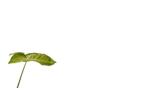 De belles feuilles isolées