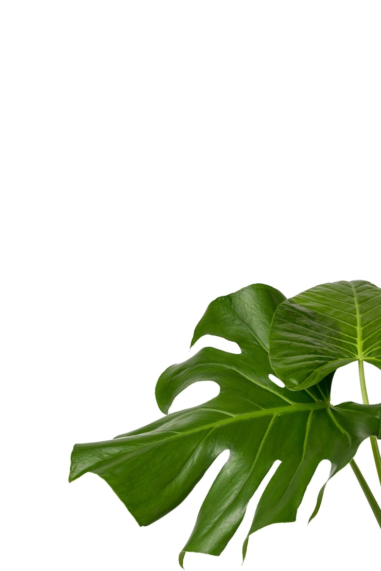 PSD gratuit de belles feuilles isolées