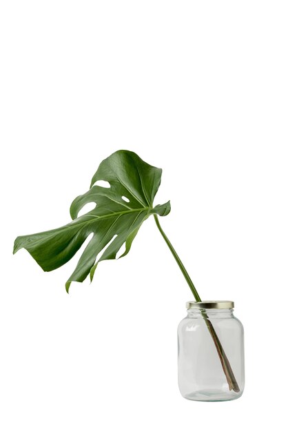 De belles feuilles isolées
