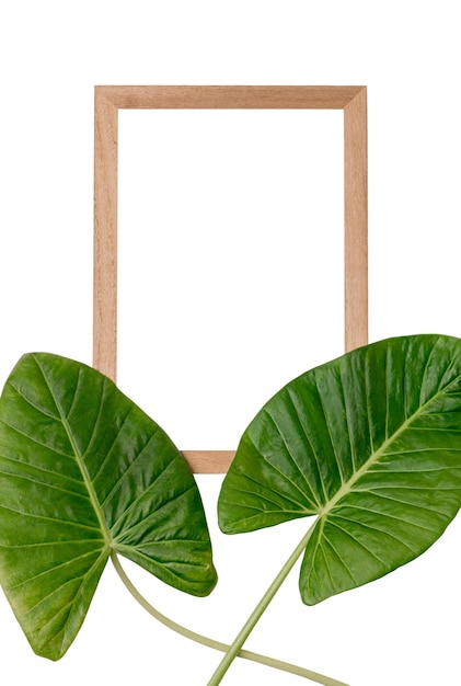 Belles feuilles isolées
