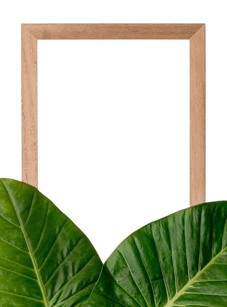 De belles feuilles isolées