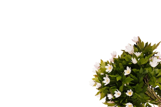 Belles fleurs isolées