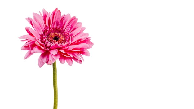 Belles fleurs isolées