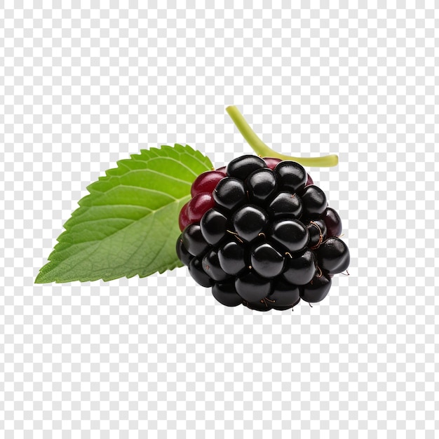 PSD gratuit blackberry isolé sur un fond transparent