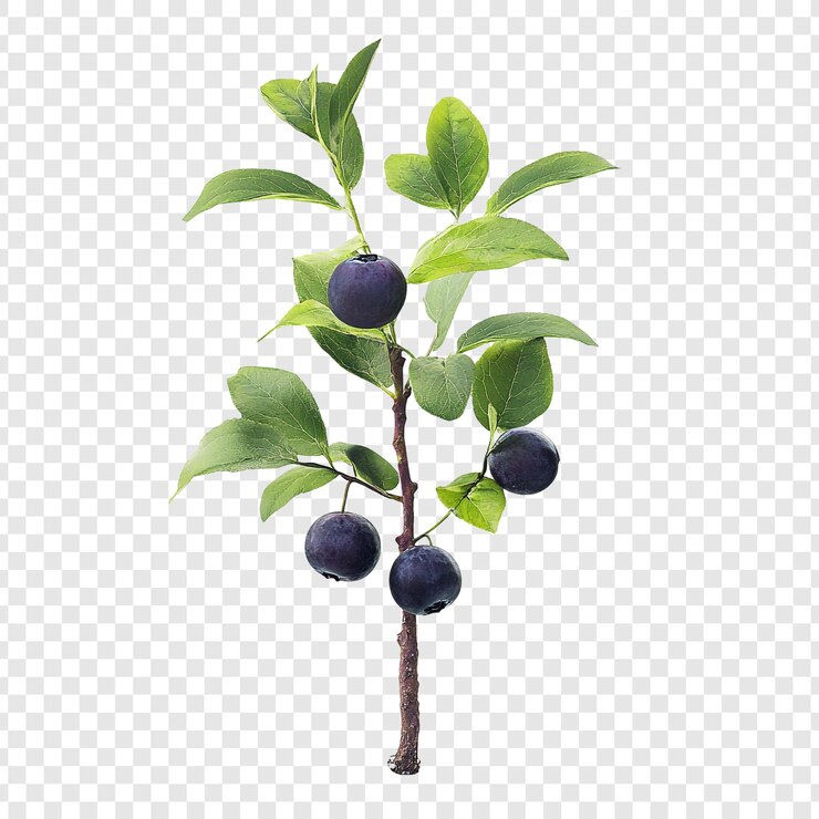 PSD gratuit des bleuets mûrs sur la branche