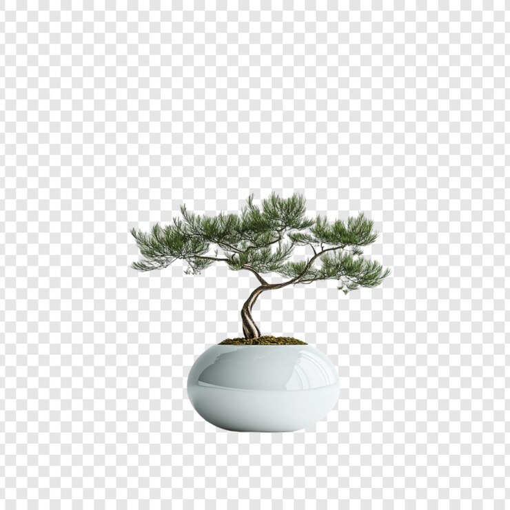 PSD gratuit un bonsaï serein, une miniature à feuilles persistantes dans un pot blanc élégant