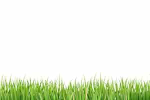 PSD gratuit bordure d'herbe isolée