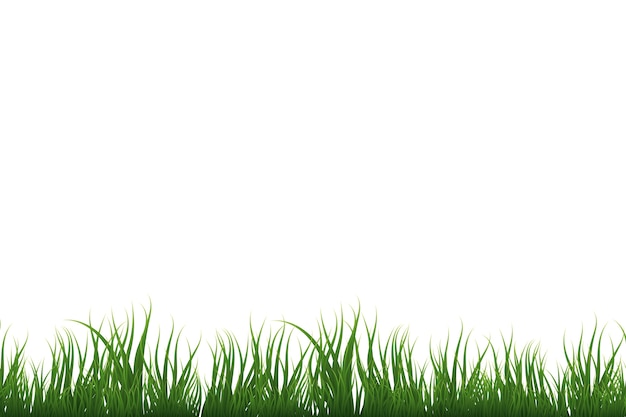 Bordure d'herbe isolée