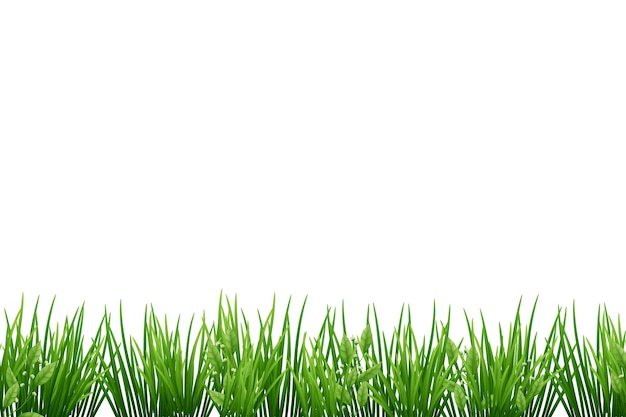 Bordure d'herbe isolée
