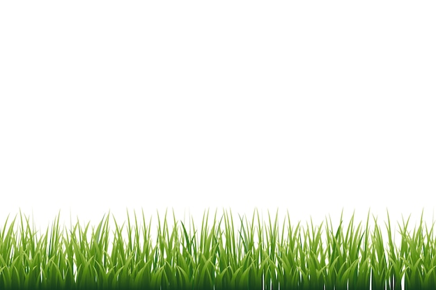 Bordure d'herbe isolée