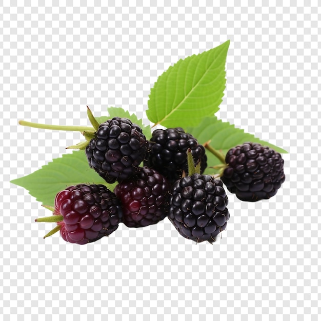 PSD gratuit boysenberry isolé sur un fond transparent