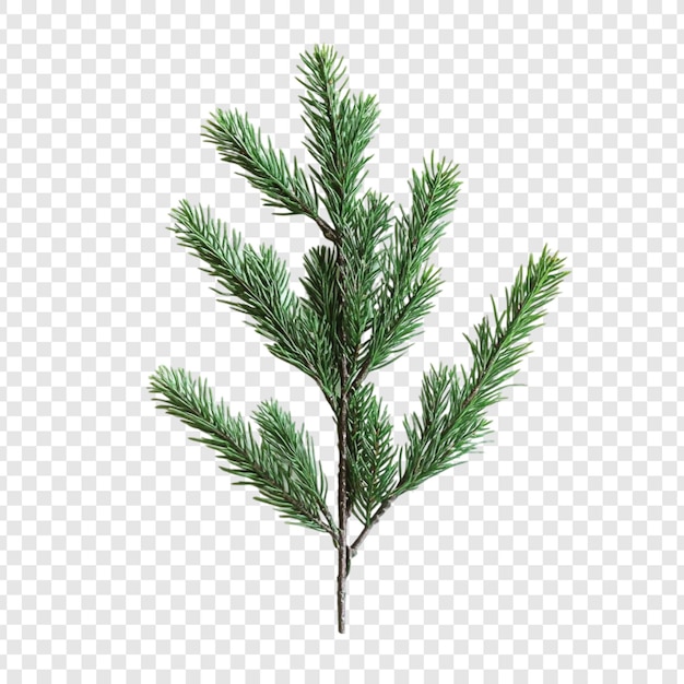 Une branche de pin verte et vibrante isolée sur un fond transparent