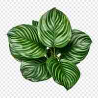 PSD gratuit calathea orbifolia png isolé sur fond transparent