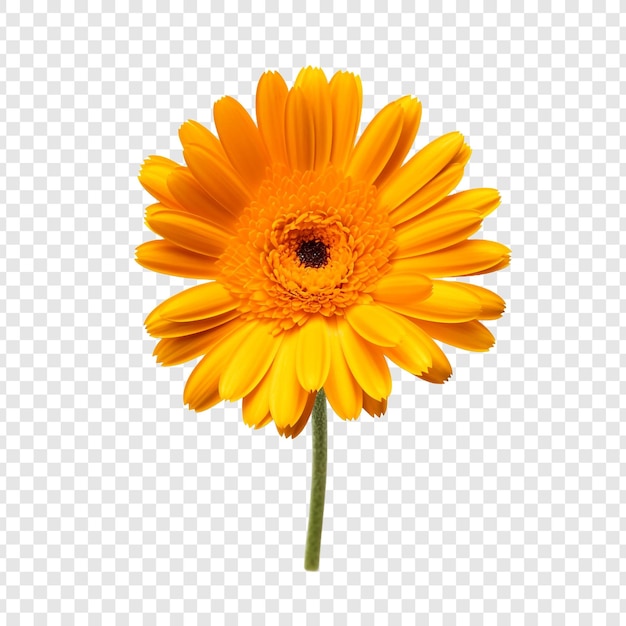 PSD gratuit calendula png isolé sur fond transparent