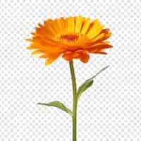 PSD gratuit calendula png isolé sur fond transparent