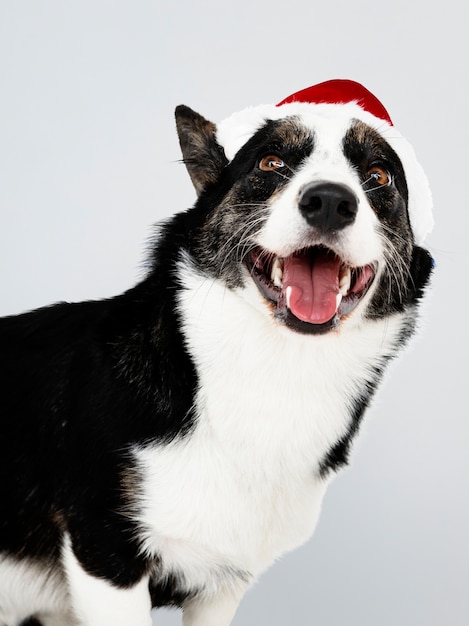 PSD gratuit cardigan welsh corgi avec un chapeau de noël