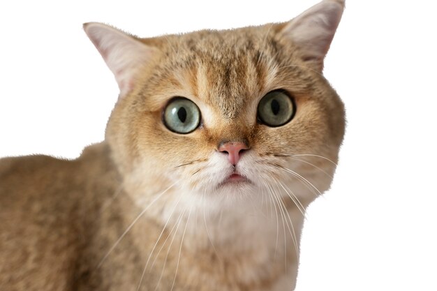 Chat isolé sur fond blanc