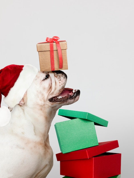 Chiot Bulldog mignon portant un bonnet de Noel tout en tenant une boîte-cadeau