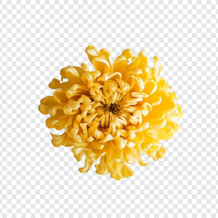 PSD gratuit le chrysanthème jaune vibrant en gros plan