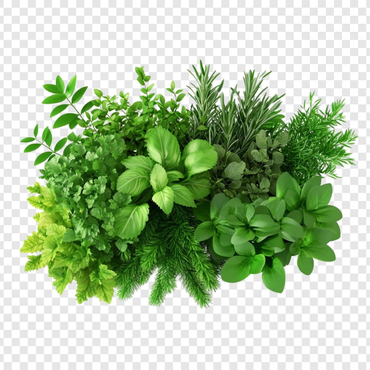 PSD gratuit collection d'herbes et de plantes verdoyantes nature botanique vert