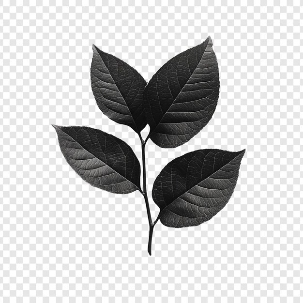 Une élégante photographie en noir et blanc des feuilles