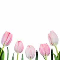 PSD gratuit Éléments de fleurs de tulipes isolés