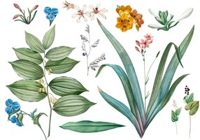 PSD gratuit ensemble de fleurs et illustrations de plantes