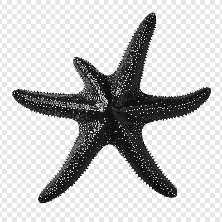 PSD gratuit l'étoile de mer noire en gros plan