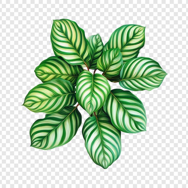 L'étonnante Calathea Ornata, une exposition vibrante du feuillage tropical