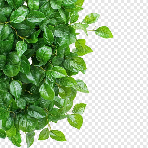 Le feuillage vert luxuriant est bordé d'une verdure naturelle vibrante