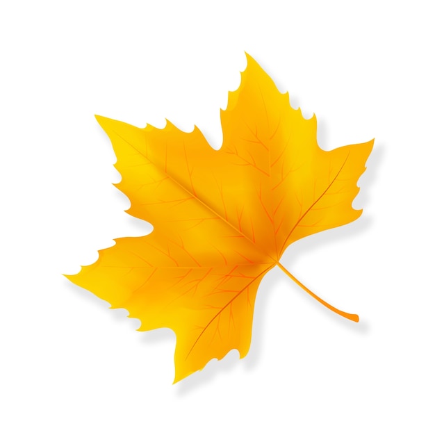 Feuille d'automne réaliste isolée