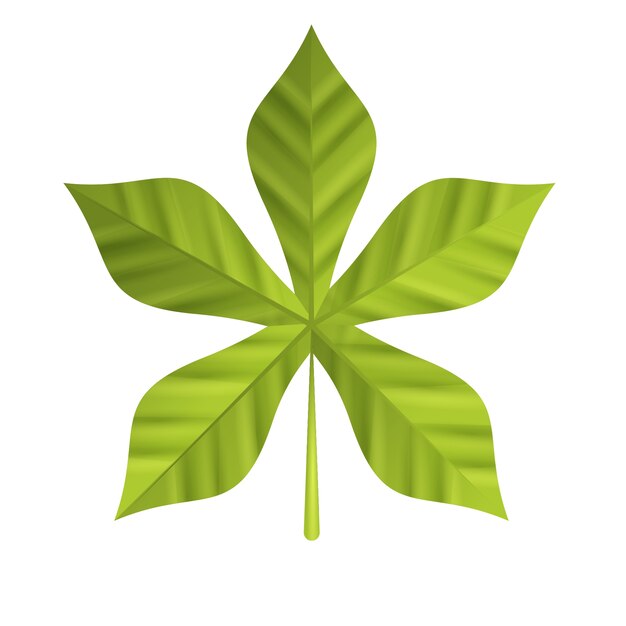 Feuille réaliste sur fond blanc