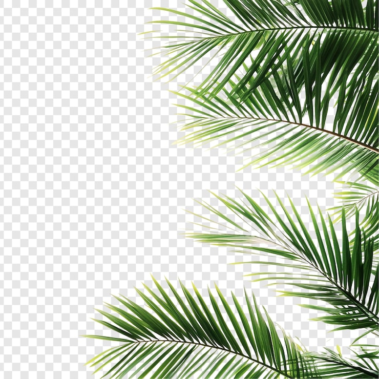 PSD gratuit des feuilles de palmiers tropicaux sur un fond blanc