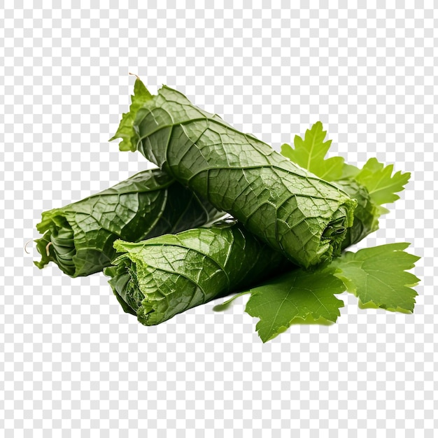 Feuilles De Vigne Isolées Sur Fond Transparent