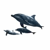 PSD gratuit figure isolée de dauphin