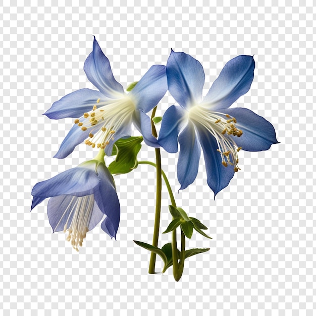 PSD gratuit fleur d'ancolie png isolée sur fond transparent