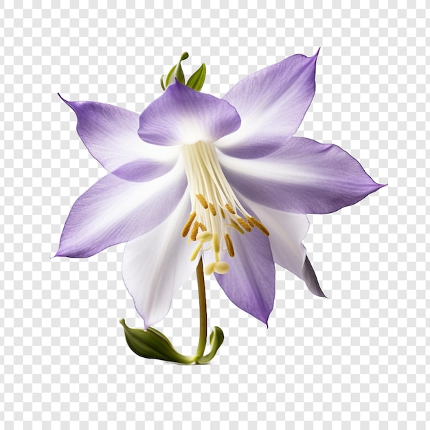 PSD gratuit fleur d'ancolie png isolée sur fond transparent