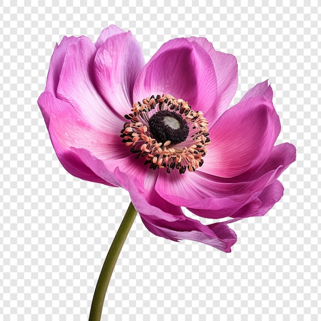 PSD gratuit fleur d'anémone isolée sur fond transparent