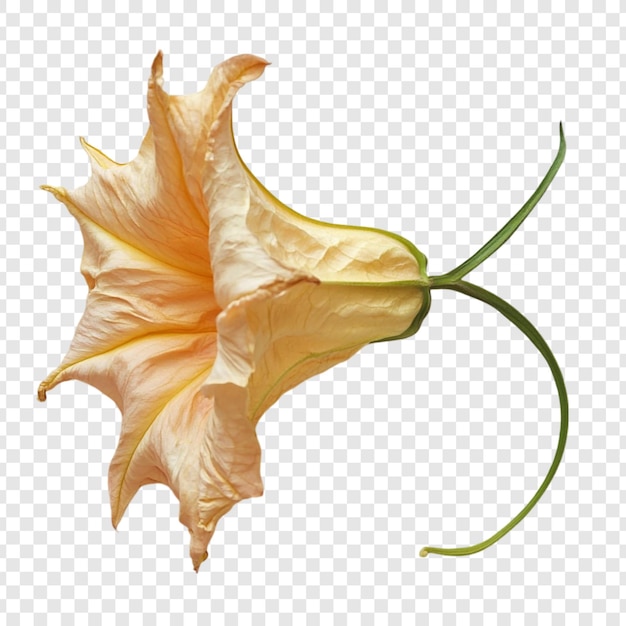 La fleur d'angélique Une délicate fleur de pêche