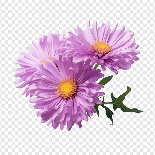 PSD gratuit fleur d'aster isolée sur un fond transparent