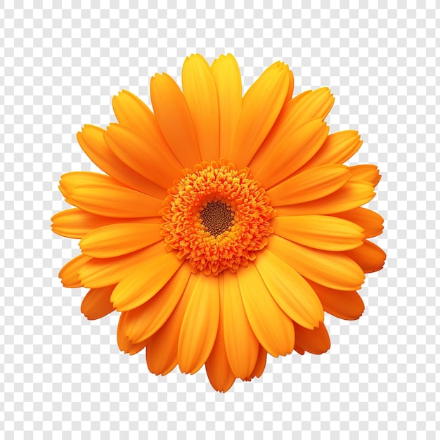 PSD gratuit fleur de calendula isolée sur fond transparent