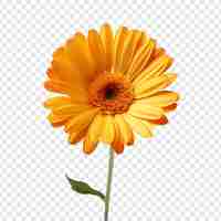 PSD gratuit fleur de calendule isolée sur un fond transparent